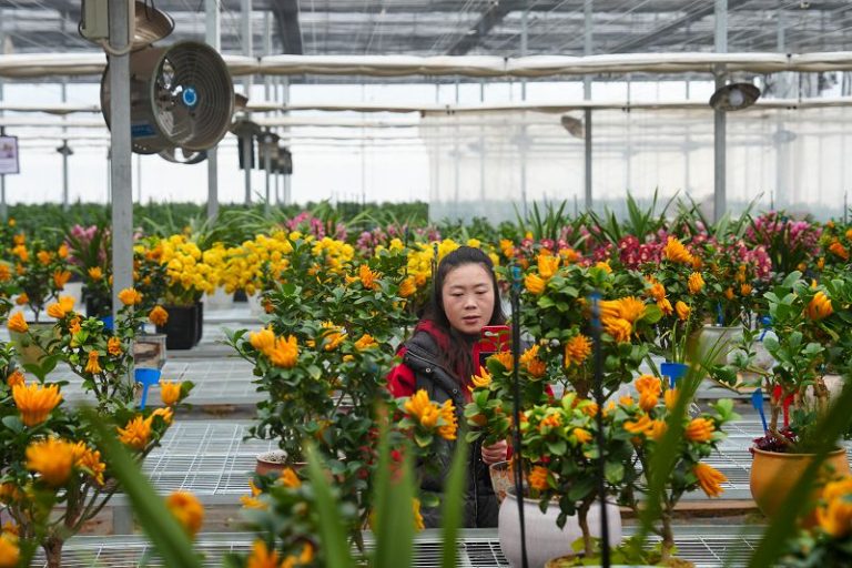 2月6日，福建寧德，周寧縣七步鎮宏萬種業科技有限公司的員工在線上直播售花。