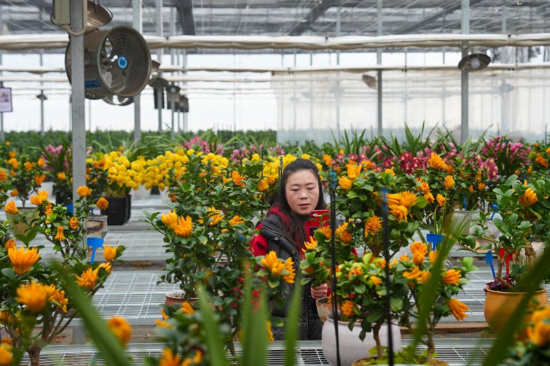 2月6日，福建寧德，周寧縣七步鎮宏萬種業科技有限公司的員工在線上直播售花。