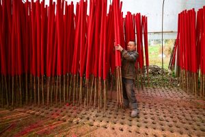 2月8日，在成都市大邑縣新場鎮文昌社區，工人將製好的佛香插入田中晾曬。 中新社