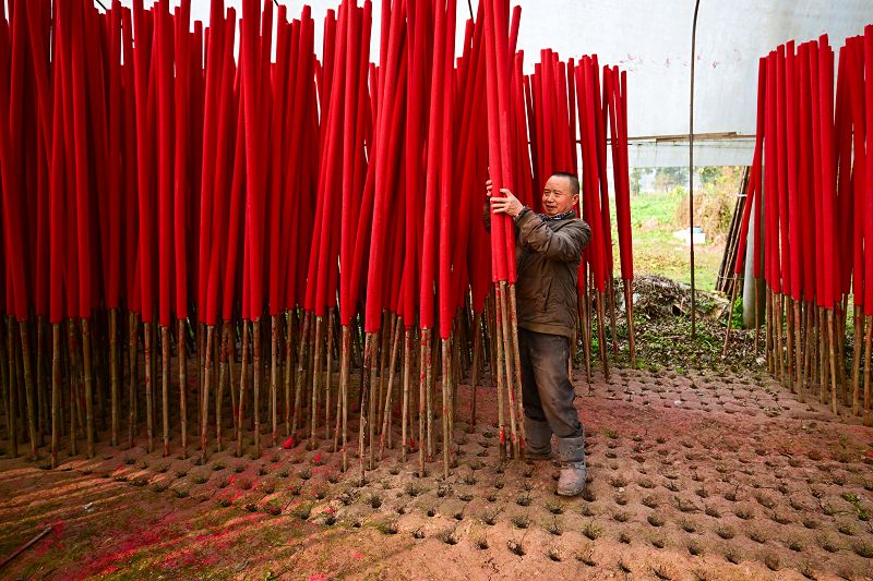 2月8日，在成都市大邑縣新場鎮文昌社區，工人將製好的佛香插入田中晾曬。 中新社