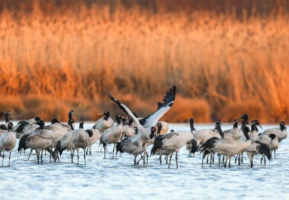 ²Ýº£ºþÅÏÍòÄñÏè¼¯£¨3£©