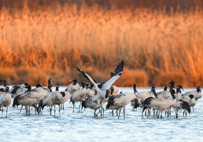 ²Ýº£ºþÅÏÍòÄñÏè¼¯£¨3£©