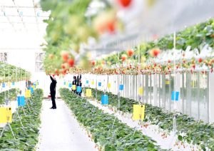 遊客在雄安高宇農業園的智能玻璃溫室內採摘草莓。