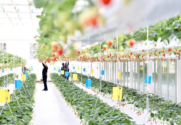 遊客在雄安高宇農業園的智能玻璃溫室內採摘草莓。