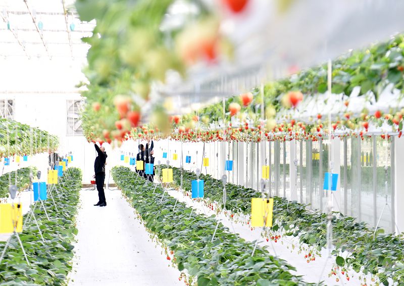 遊客在雄安高宇農業園的智能玻璃溫室內採摘草莓。