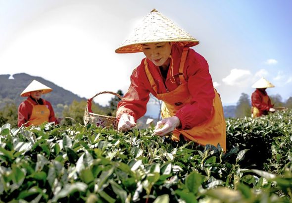 2026年3月18日 3月18日，採茶工人在福鼎市國家現代農業（白茶）產業園裡採茶青。