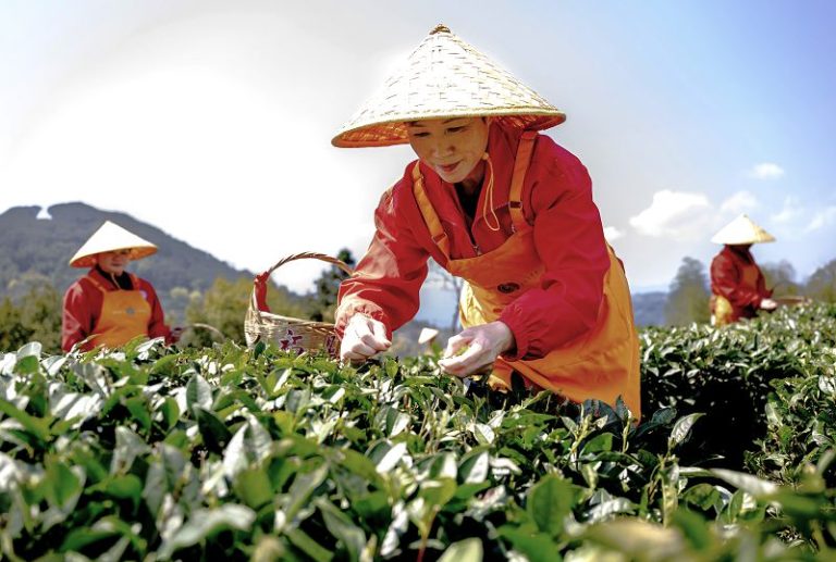 2026年3月18日 3月18日，採茶工人在福鼎市國家現代農業（白茶）產業園裡採茶青。