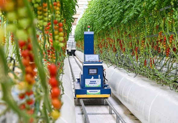 3月10日，雄安智慧農業科技園裡，智能巡檢機器人正在巡檢。