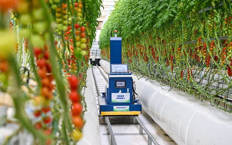 3月10日，雄安智慧農業科技園裡，智能巡檢機器人正在巡檢。