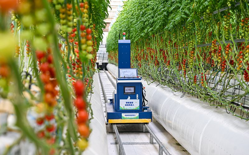 3月10日，雄安智慧農業科技園裡，智能巡檢機器人正在巡檢。