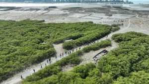 3月12日，民眾前往廣西防城港紅樹林灘涂植樹。