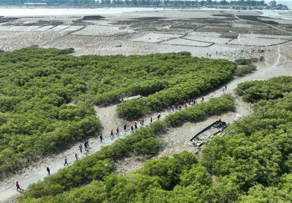 3月12日，民眾前往廣西防城港紅樹林灘涂植樹。