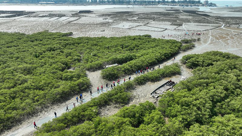 3月12日，民眾前往廣西防城港紅樹林灘涂植樹。