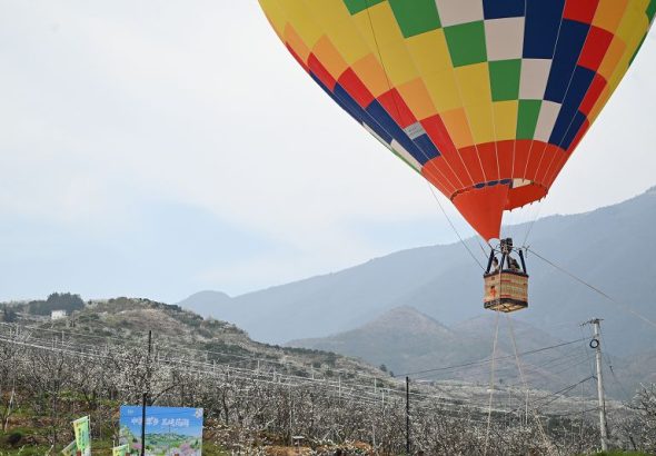 3月13日，重慶市巫山縣曲尺鄉柑園村，遊客乘坐熱氣球賞李花。