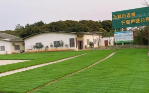 企業的育秧示範地裡秧苗長得很好