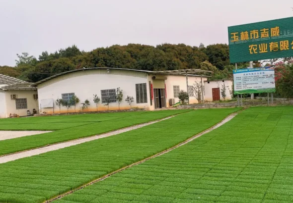 企業的育秧示範地裡秧苗長得很好