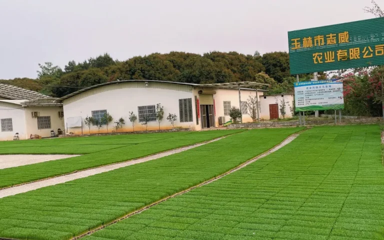 企業的育秧示範地裡秧苗長得很好