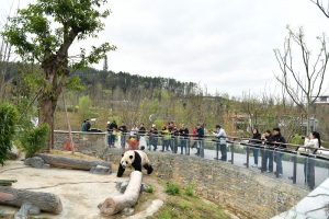 創拍小組在綿陽中華大熊貓苑拍攝2