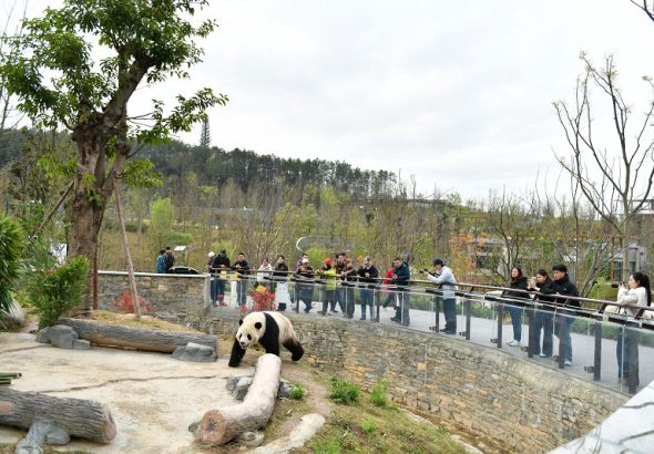 創拍小組在綿陽中華大熊貓苑拍攝2