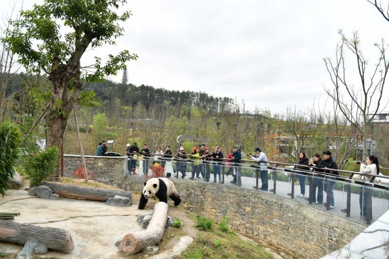 創拍小組在綿陽中華大熊貓苑拍攝2