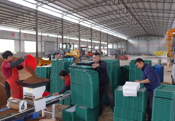 圖為育秧工廠內，工人們分工協作。