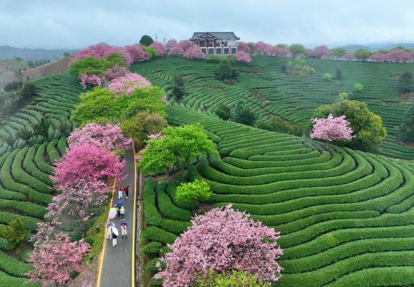 樱花绽放激活“春日经济”（2）XxjpsgC000196_20260302_PEPFN0A001