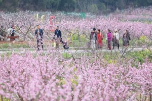 涪城新皂鎮驛路梨花節（資料圖）