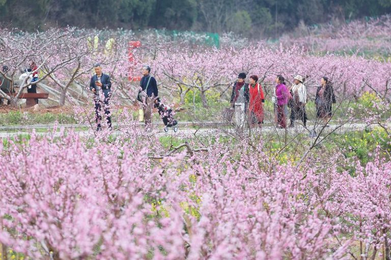 涪城新皂鎮驛路梨花節（資料圖）