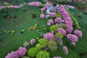 漳平市台灣農民創業園的永福台品櫻花茶園上萬株櫻花競相綻放，茶綠櫻紅美不勝收，吸引不少遊客前來賞花打卡。