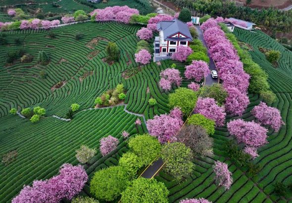 漳平市台灣農民創業園的永福台品櫻花茶園上萬株櫻花競相綻放，茶綠櫻紅美不勝收，吸引不少遊客前來賞花打卡。