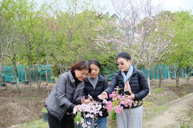 王琳（左一）向大家介紹農場櫻花。
