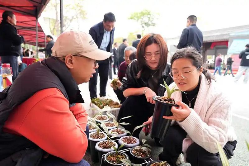 現場交易火熱，蘭農與來自全國各地的採購商、蘭花愛好者面對面洽談交易。