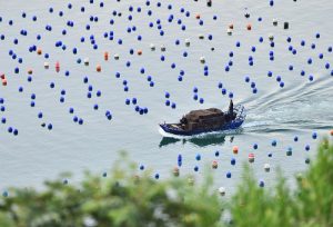 資料圖為2025年6月21日，漁民駕駛載著一籠籠鮑魚的漁船，駛往福建省連江縣下宮鎮松蘆灣碼頭。 中新社