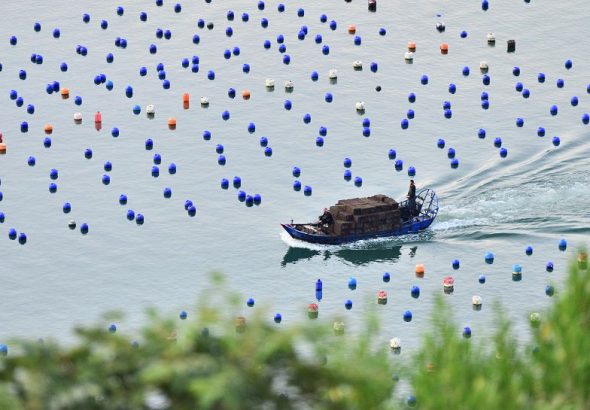 資料圖為2025年6月21日，漁民駕駛載著一籠籠鮑魚的漁船，駛往福建省連江縣下宮鎮松蘆灣碼頭。 中新社