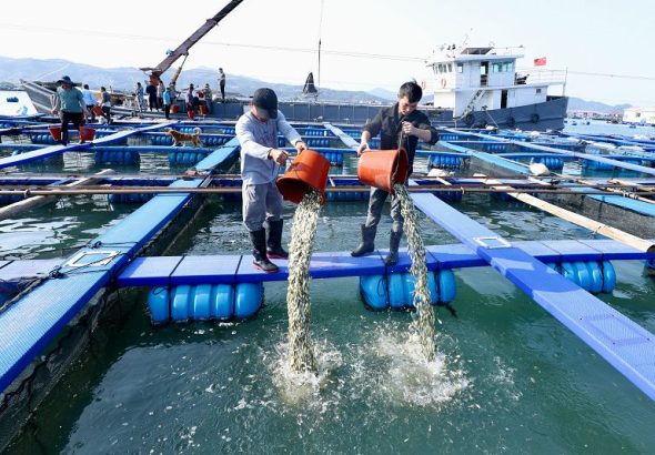 2026年4月27日4月25日，在福建省寧德市霞浦縣下滸鎮海上養殖區，養殖戶將大黃魚魚苗投放至漁排。