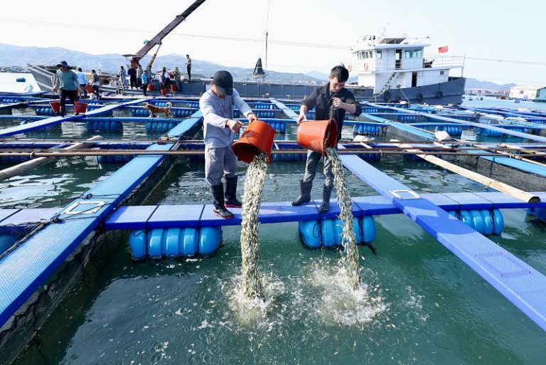 2026年4月27日4月25日，在福建省寧德市霞浦縣下滸鎮海上養殖區，養殖戶將大黃魚魚苗投放至漁排。