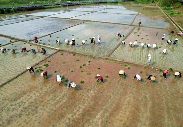 4月11日，陽光下，20餘名村民和金砂鎮青年突擊隊隊員分工協作、搶抓時令。