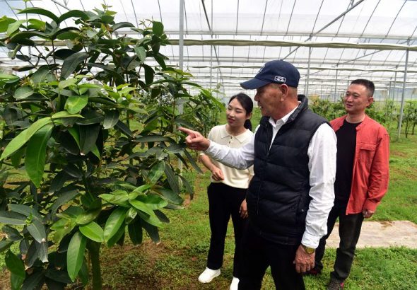 4月15日，台商陳清淇（中）正在查看果樹苗。中新社