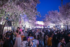 4月4日，天津五大道千株海棠競相綻放，夜晚燈光璀璨，花海與夜景相融吸引大批遊客。 中新社