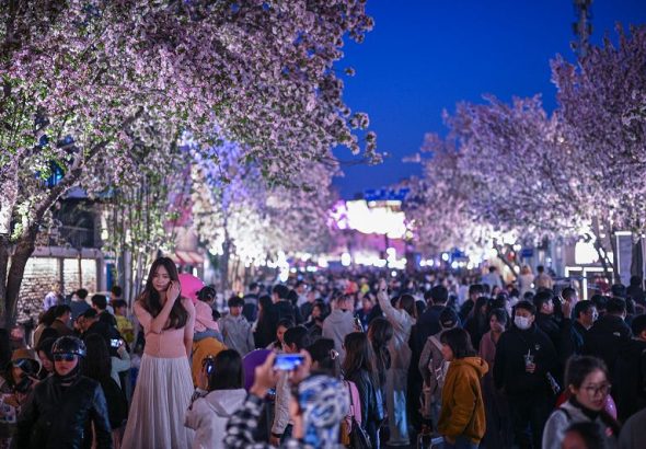 4月4日，天津五大道千株海棠競相綻放，夜晚燈光璀璨，花海與夜景相融吸引大批遊客。 中新社