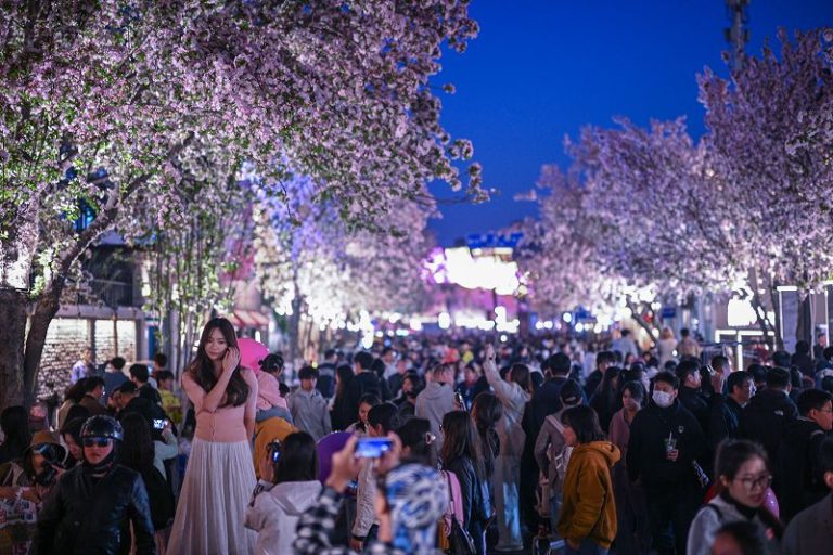 4月4日，天津五大道千株海棠競相綻放，夜晚燈光璀璨，花海與夜景相融吸引大批遊客。 中新社