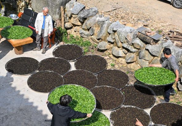 4月7日，宋文勝與兩岸師生在雲南省普洱市鎮沅縣農家小院晾曬採摘的茶葉。