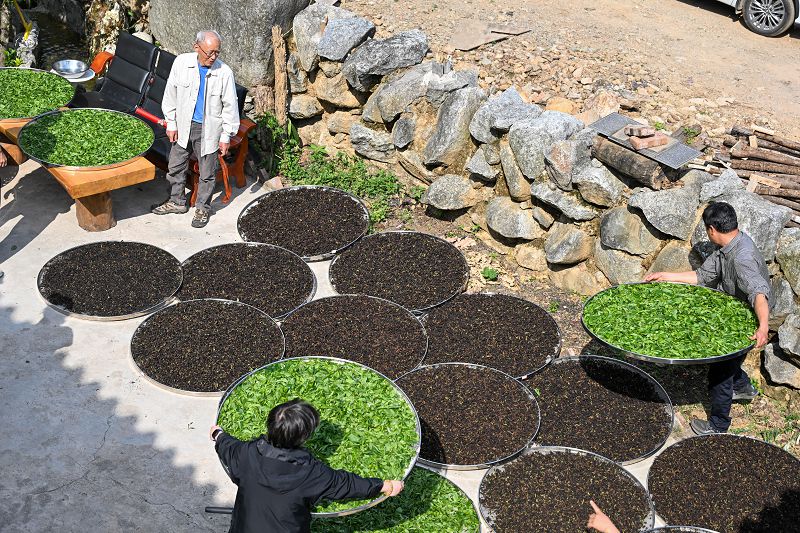 4月7日，宋文勝與兩岸師生在雲南省普洱市鎮沅縣農家小院晾曬採摘的茶葉。
