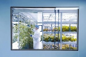 52a工作人員對千禧番茄進行日常疏果作業，使果實分佈更均勻，以保證果實大小、品質達標。