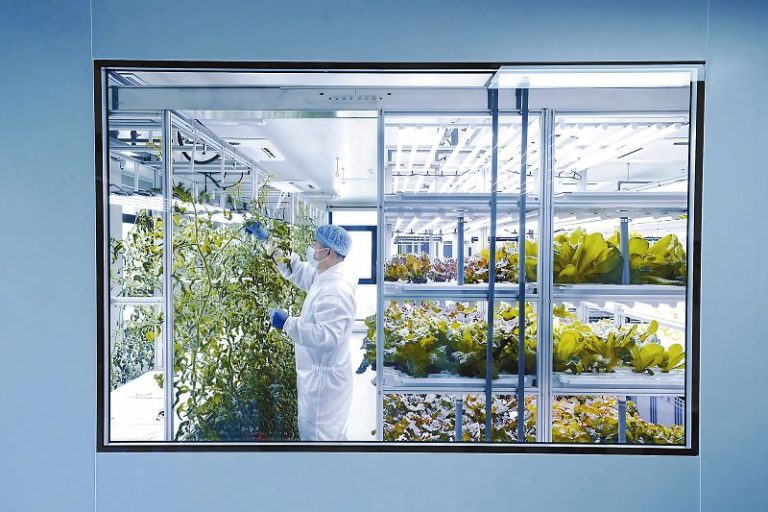 52a工作人員對千禧番茄進行日常疏果作業，使果實分佈更均勻，以保證果實大小、品質達標。