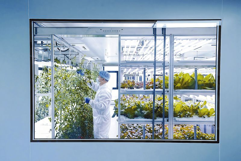 52a工作人員對千禧番茄進行日常疏果作業，使果實分佈更均勻，以保證果實大小、品質達標。