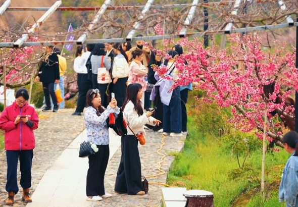 古田縣鳳都鎮際面村桃花盛放，吸引眾多遊人觀光。