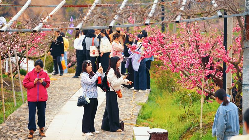 古田縣鳳都鎮際面村桃花盛放，吸引眾多遊人觀光。
