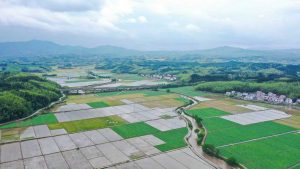 圖為建寧縣溪口鎮楓元村早制插秧。(無人機照片) 陳震 攝