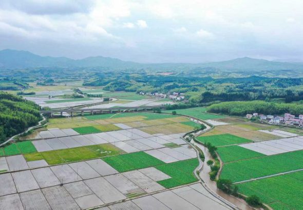 圖為建寧縣溪口鎮楓元村早制插秧。(無人機照片) 陳震 攝